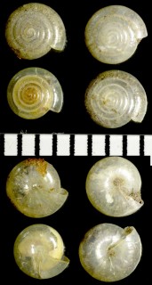 ハリガイの仲間 Vitrea diaphana small