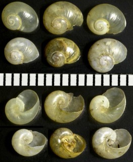 ハリガイの仲間02 Phenacolimax bielzi small