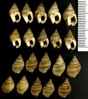 インド洋のムシロガイ Nassarius gemmulifera small