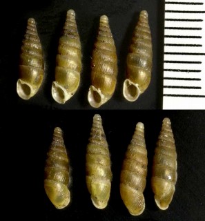 メハディアギセルの仲間02 Bulgarica bajula lunella small