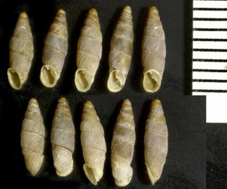 セルビアのキセルガイ Agathylla formosa small
