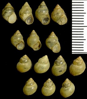 エゾマメタニシの仲間 Bithynia tentaculata small