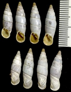 マカルスカギセルの亜種 Medora macarscaensis albescens small