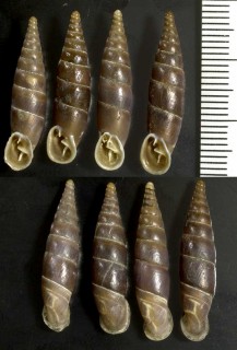 リマーナチグラーギセル (仮称) Herilla ziegleri limana small