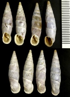 マカルスカギセル (仮称) Medora macarscaensis macarscaensis small