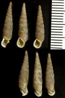 トカットギセル (仮称) Armenica laevicollis tocatensis small