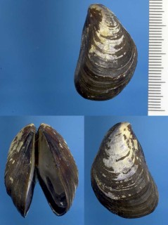 イガイ 淡菜 Mytilus coruscus small