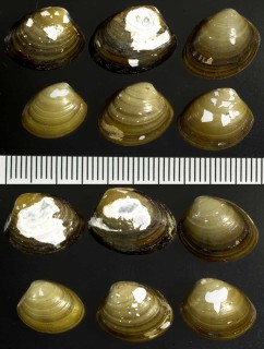 ウルグアイクルミ Nucula puelcha small