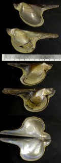 フクラスズメ 脹ら雀 Pteria loveni small