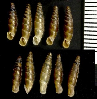 トリグラッドギセルの仲間04 Agathylla merditana scraparana small