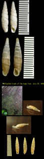 キョウトギセル 京都煙管 Mundiphaedusa kyotoensis small