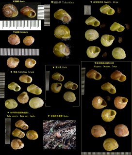 ヤマキサゴ Waldemaria japonica small