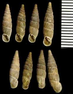 スジイリデリマギセル (仮称) Delima conspurcata fulcrata small