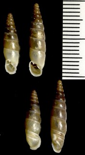 アルバニアのキセルガイ Montenegrina subcristata wohlberedti small