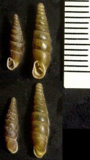 イギリスギセルの亜種02 Clausilia dubia moldanubica small
