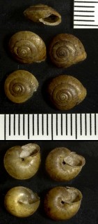 カドバリコマイマイの仲間04 Ciliella ciliata small
