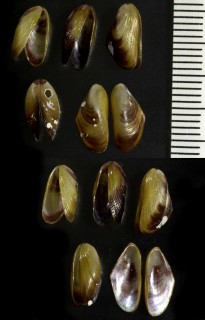 スキゲヒバリの一種 Brachidontes semistriatus small