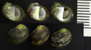 ヒメイシダタミアマオブネ Nerita helicinoides tristis small