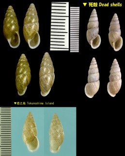 オオシマキセルモドキ Luchuena eucharista small