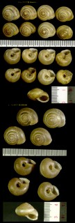 カドバリコマイマイの仲間05 Euomphalia strigella small