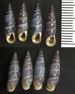 ヘレンロマーニャギセル (仮称) Alopia canescens helenae small