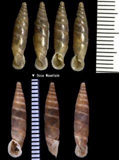 ギリシャのキヌツヤギセルの仲間 Sericata stussineri stussineri small