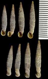 エクサラータギセルの亜種 Agathylla exarata mostarensis small