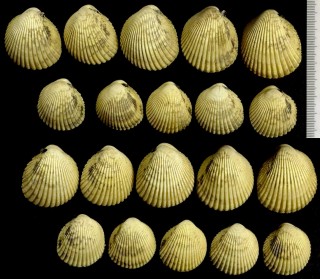 ゴマフザル Vasticardium nigropunctatum small