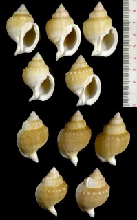 ヒメカブトボラ Galeodea echinophora small