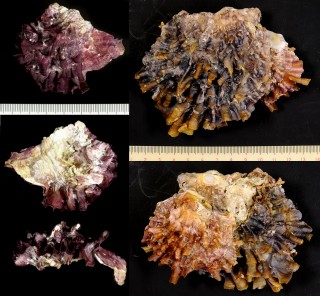 カキツバタ 燕子花牡蠣 Hyotissa imbricata small