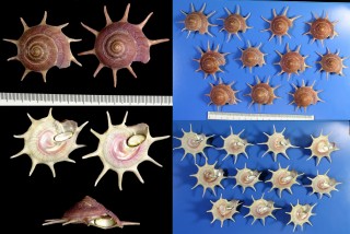 リンボウガイ 輪宝貝 Guildfordia triumphans small