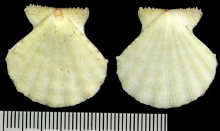 イタヤガイ類 未詳 Chlamys sp. small