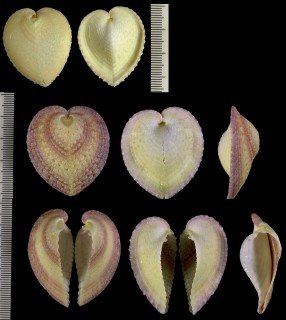 カブトアオイ Corculum kirai small