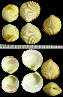 アサザル (オウギザル) Vasticardium pectiniforme small