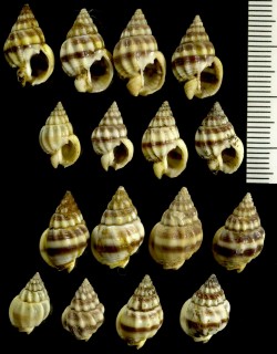 クロスジムシロの仲間 Nassarius stolatus small
