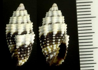 ナスビバオトメフデ 茄子葉乙女筆 Vexillum tuberosa small