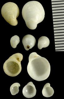 カリブ海のカツラガイ Capulus incurvatus small