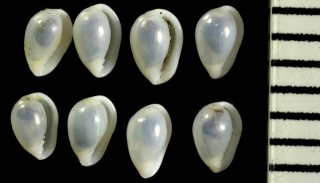チビタカラコゴメの仲間 Granulina margaritula small