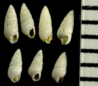 ホソイトカケギリの仲間 Turbonilla amicitica small