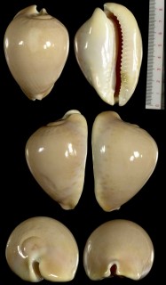 ピンクメンコイダカラ 無斑 Zoila venusta roseoimmaculata small