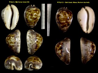 メンコイダカラ Zoila venusta venusta small