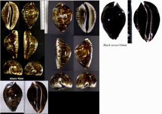 ベルコイクロガネダカラ Zoila friendii vercoi small