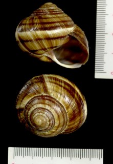 チャオビエスカルゴ Helix lucorum small
