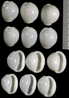 ツヤオオシラタマ Trivia millardi small