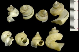 カラミミミズ 絡蚯蚓貝 Siliquaria trochlearis small