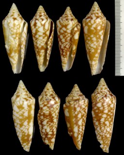 カワムラハデミナシ Conus kawamurai small