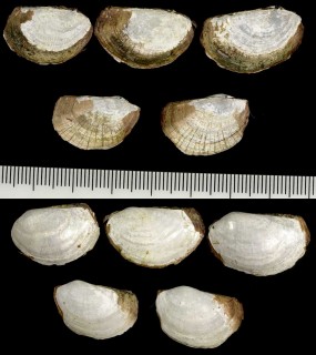 ブラジルネリガイ 仮名 Pandora braziliensis small