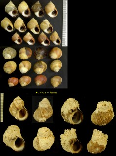 ヨーロッパタマキビ Littorina littorea small