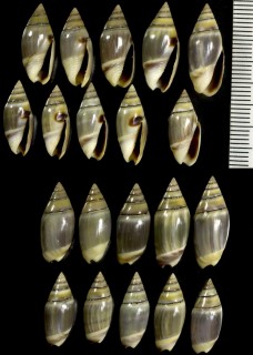 ハダカムシボタル Olivella mutica small