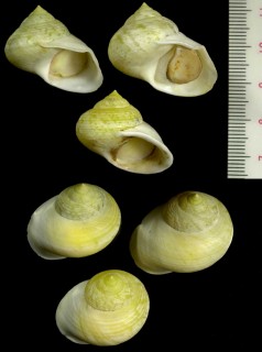 ツメアリコガネダマ Viana regina subunguiculata small